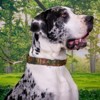 Country Brook Petz HossFit Jr Wide Martingale Dog Collar - Camouflage Collection - 2 of 4