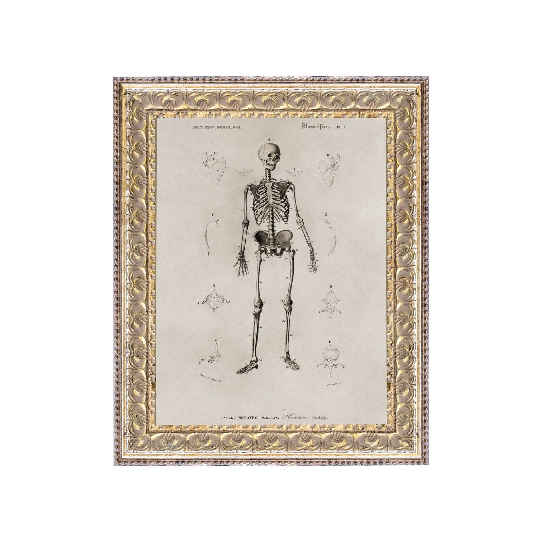 Petal Lane 8"x10" Skeleton Anatomy Wall Art