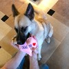Pavilion Gift Company - I Chews You - Canvas Dog Toy on a Rope - Pet Toy - 2 of 4