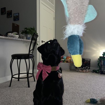 Bird Plush With Rope Dog Toy M l Boots Barkley Target