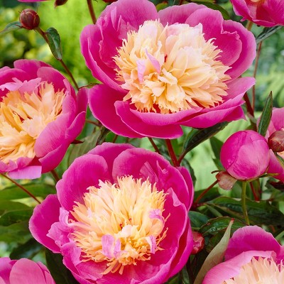 Peonies Bowl Of Beauty Set of 3 Roots - Pink/Yellow - Van Zyverden