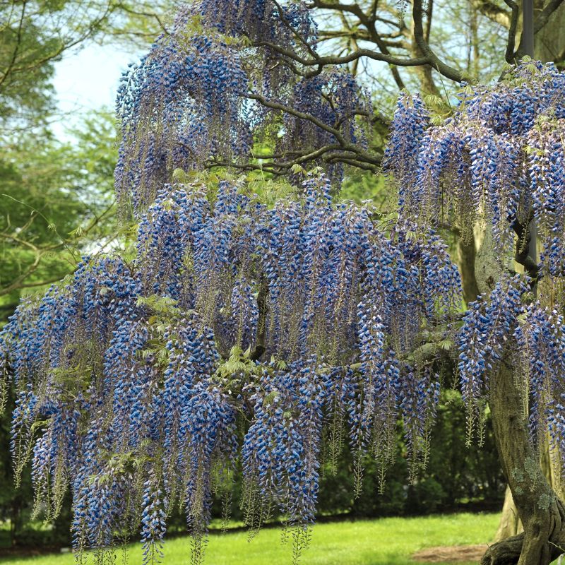 Wisteria &#39;Blue&#39; 1pc U.S.D.A. Hardiness Zones 3-9 National Plant Network 2.5qt, 3 of 6