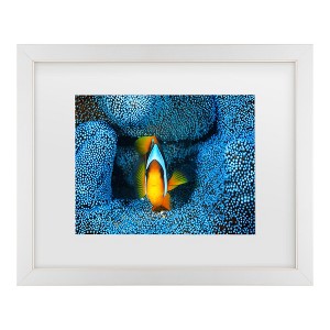 Trademark Fine Art - Barathieu Gabriel Clownfish In Blue Matted Framed Art - 1 of 4