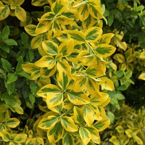 National Plant Network Outdoor Live Golden Euonymus Plant - 1ct 2.25gal - 1 of 4