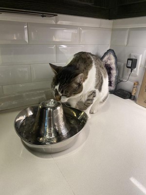 Cat drinking shop fountain target