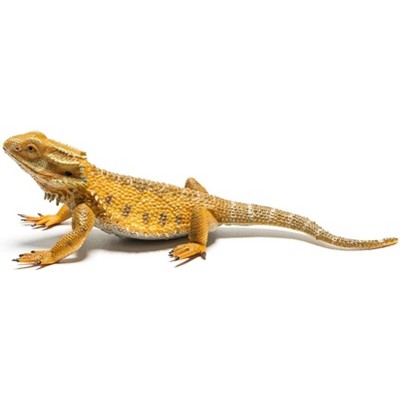 Breyer Animal Creations CollectA Wildlife Collection Miniature Figure | Bearded Dragon Lizard