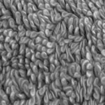 charcoal