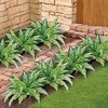 Collections Etc Artificial Dieffenbachia Bush Bundles - Set of 2 NO SIZE Green - 3 of 3