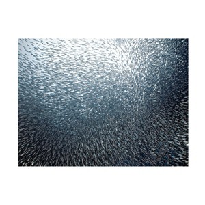 Trademark Fine Art -Henry Jager 'Sardines Firework' Canvas Art - 1 of 4