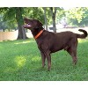 Country Brook Petz Premium Nylon Dog Collar with Metal Buckle for Small Medium Large Breeds - Vibrant 30+ Color Selection - 3 of 4