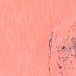 sunset coral abstract