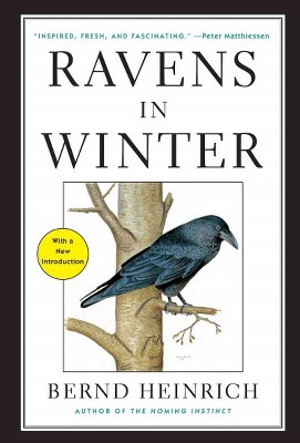 Ravens in Winter - by  Bernd Heinrich (Paperback)