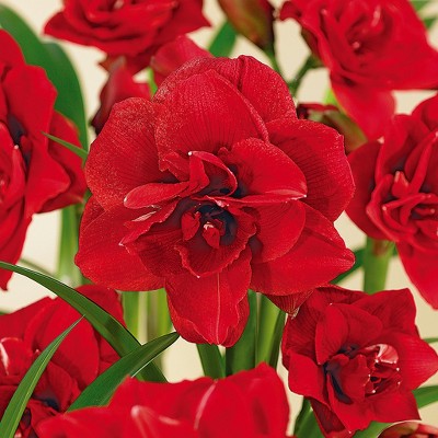 Amaryllis Double Dragon Set of 1 Bulb - Red - Van Zyverden