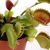 3" Venus Fly Trap - Good Little Garden™ - 2 of 4