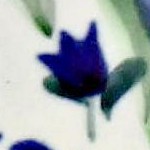 blue tulip