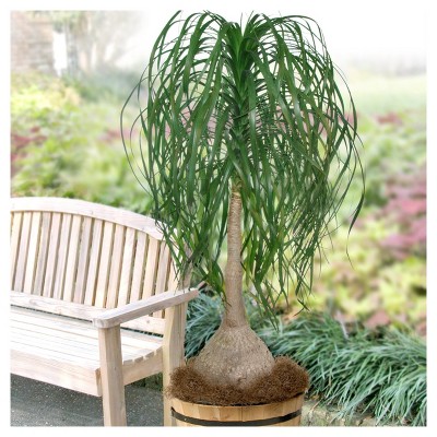 National Plant Network Ponytail Palm