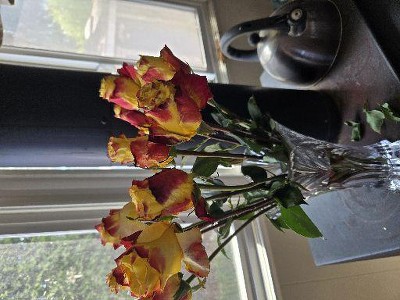 Guest review image 2 of 2, zoom in