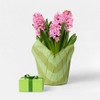 Mother's Day 6" Potted Hyacinth - Good Little Garden™ - 2 of 3