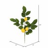 Vickerman 20" Artificial Green and Yellow Salal Leaf Lemon Sprays. Pack of 4. - image 3 of 4