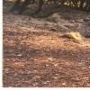 Yosemite Home Decor "Morning in Paradise Glass Photographic Art in Multi-Color - 4 of 4