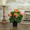 Northlight 11" Coral Pink Potted Silk Begonia Spring Artificial Floral Arrangement - 2 of 4