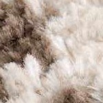 off white, dark brown