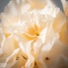 27.5"H Sullivans Billowy Soft Cream Hydrangea, Cream - 2 of 2
