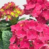 5" Hydrangea - Good Little Garden™ - 4 of 4
