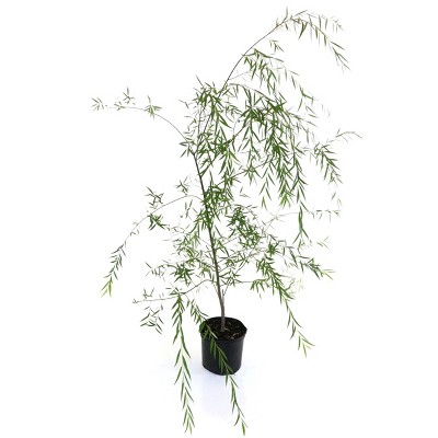 2.25gal Weeping Willow Tree - National Plant Network