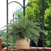 Floral Home River Mixed Fern with 30 Realistic Lifelike Fronds - 6-Piece - 2 of 3