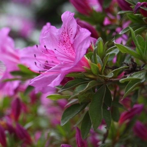 Encore Azalea Autumn 'lilac' 3gal U.s.d.a. Hardiness Zones 6-10 - 1pc ...