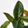 Large Magnolia Leaf Potted - Threshold™ designed with Studio McGee - image 3 of 4