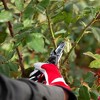 FELCO 100, Cut and Hold Forged Aluminum Rose Pruner, Certified by World Federation of Roses, Swiss Made - 4 of 4