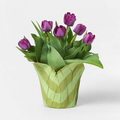 6" Potted Tulip - Good Little Garden™