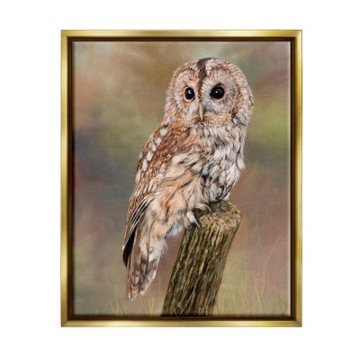 Stupell Industries Brown Tawny Owl Perched Framed Canvas