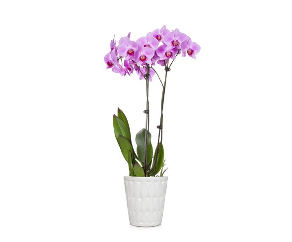 5" Orchid & Ceramic Pot - Colors May Vary