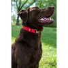 Country Brook Petz Premium Nylon Dog Collar with Metal Buckle for Small Medium Large Breeds - Vibrant 30+ Color Selection - 2 of 4
