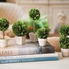 Plum & Post Boxwood Mini Faux (Fake) Topiaries In Pots Set of 5 - 2 of 2