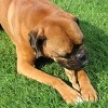 Pawstruck 7" Braided Bully Sticks for Dogs - Natural Bulk Dog Dental Treats & Healthy Chews, Chemical Free, 7 inch Best Low Odor Pizzle Stix - 4 of 4