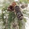 Sullivans 6' Cedar & Pine Artificial Garland 72"L Green - 2 of 4