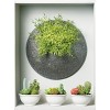 Sullivans Feather Fern Half Orb Decorative Filler - 3 of 3
