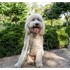 Country Brook Petz Premium Dog Collar - Summer Breeze Collection - 2 of 4