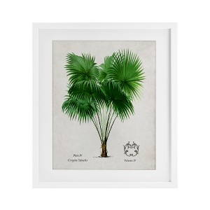 Stupell Industries Vintage Fan Palm Plant Framed Print Under Glass - 1 of 4