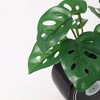 Luckygreenery Mini Faux Monstera Plant in Record Planter - 2 of 3
