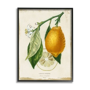Stupell Industries Traditional Citrus Illustration French Lemon Branch - 1 of 4