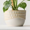 6" Monstera Mint Live Houseplant - Good Little Garden™ - 3 of 4