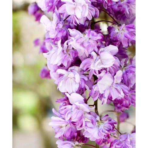 2.5qt. Black Dragon Wisteria Plant With Dark Purple Blooms - National Plant  Network : Target