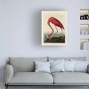 Trademark Fine Art -John James Audubon 'American Flamingo' 1834 Canvas Art - 2 of 4