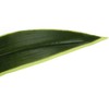 Monarch Specialties Artificial Plant 47 inch Tall Dracaena Tree Indoor Faux Fake Floor Greenery Potted Real Touch Decorative Green Leaves Black Pot - 4 of 4