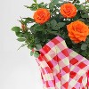 4" Mini Roses Orange - Good Little Garden™ - 3 of 3